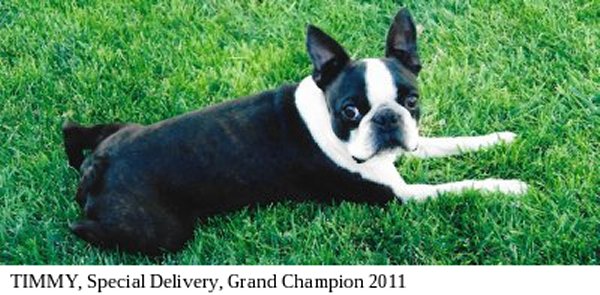 Moe-R Boston Terriers