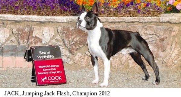 Moe-R Boston Terriers