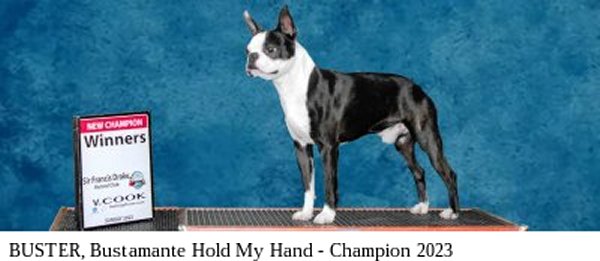 Moe-R Boston Terriers