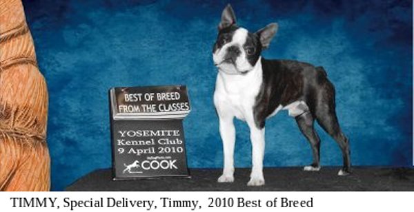 Moe-R Boston Terriers