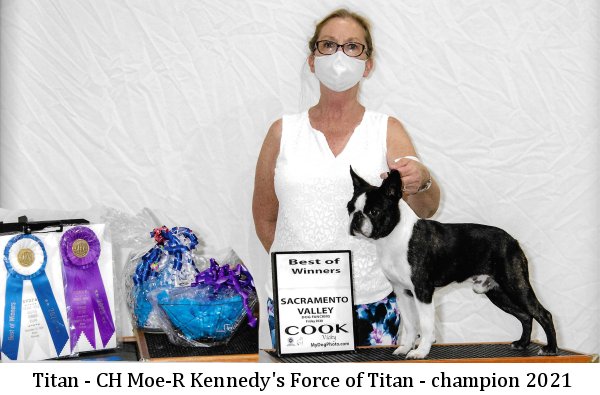 Moe-R Boston AKC Terrier Puppies
