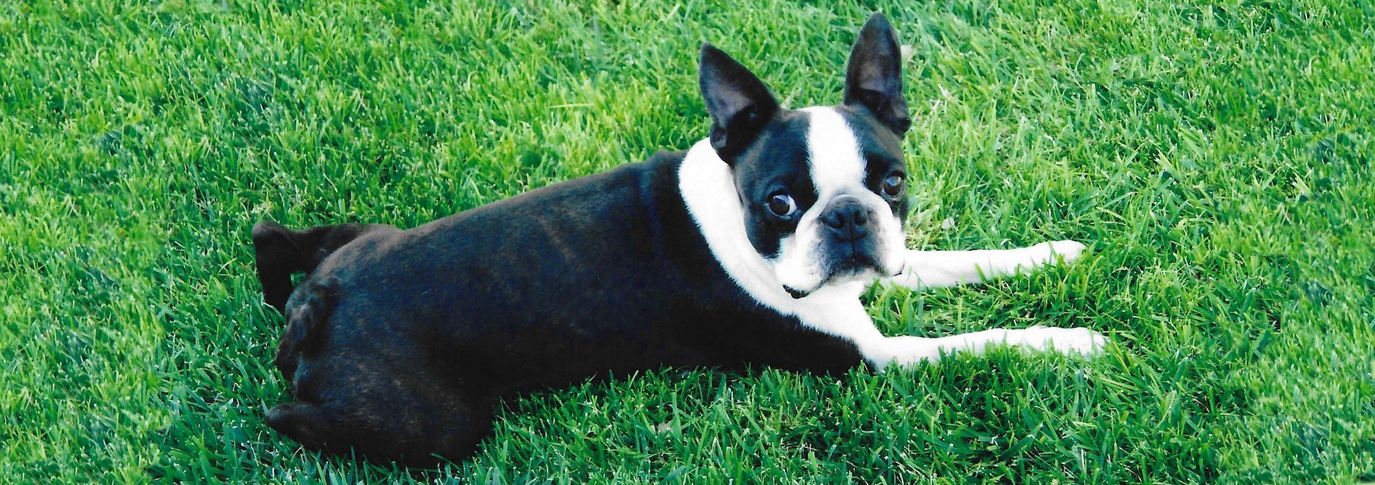 moer-r boston terriers